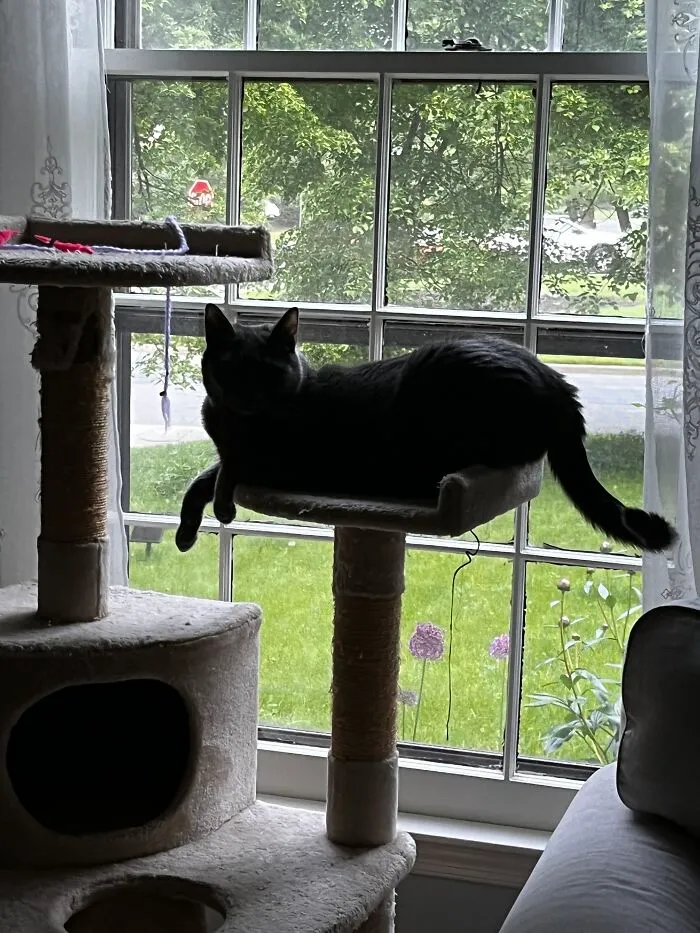 I Captured My Cat Sitting In Weird Spots (20 Pics)
