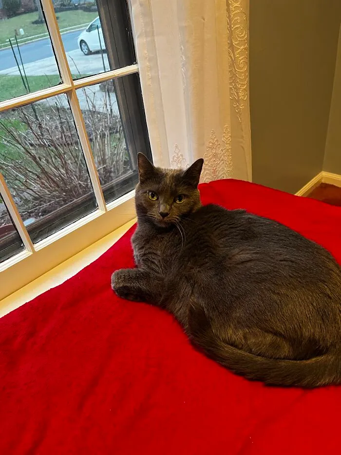 I Captured My Cat Sitting In Weird Spots (20 Pics)