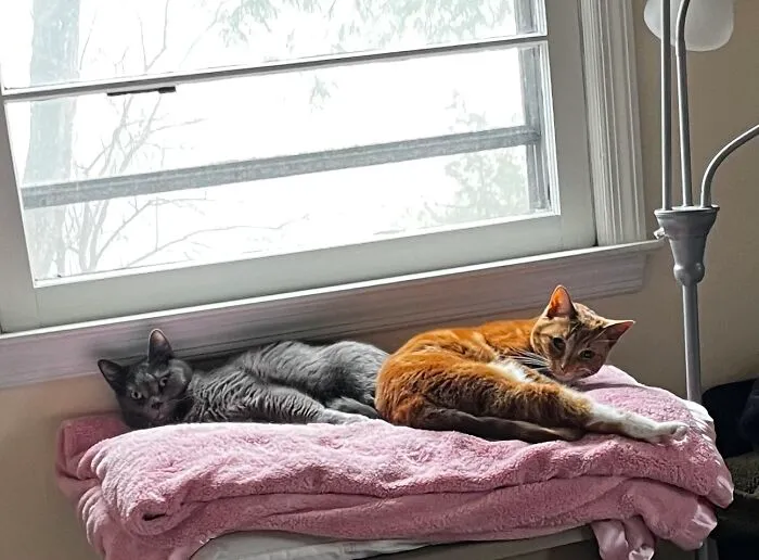 I Captured My Cat Sitting In Weird Spots (20 Pics)