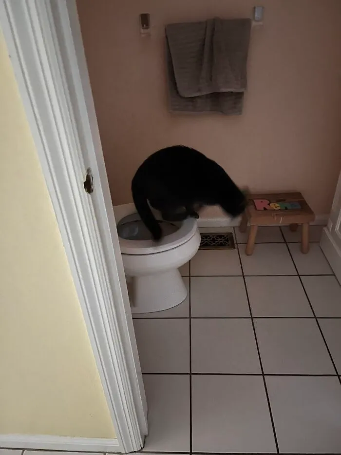 I Captured My Cat Sitting In Weird Spots (20 Pics)