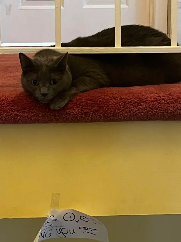 I Captured My Cat Sitting In Weird Spots (20 Pics)