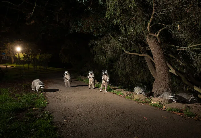 This Photographer Captured Wild Animals Strolling Through Residential Neighborhoods In The United States (27 Pics)