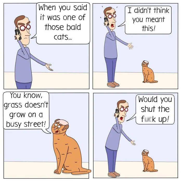 This Cat's Hairline's So Far Back You Need Binoculars To See It