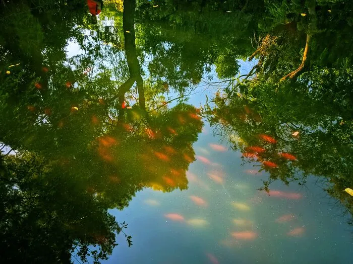 Goldfish In A Curve
