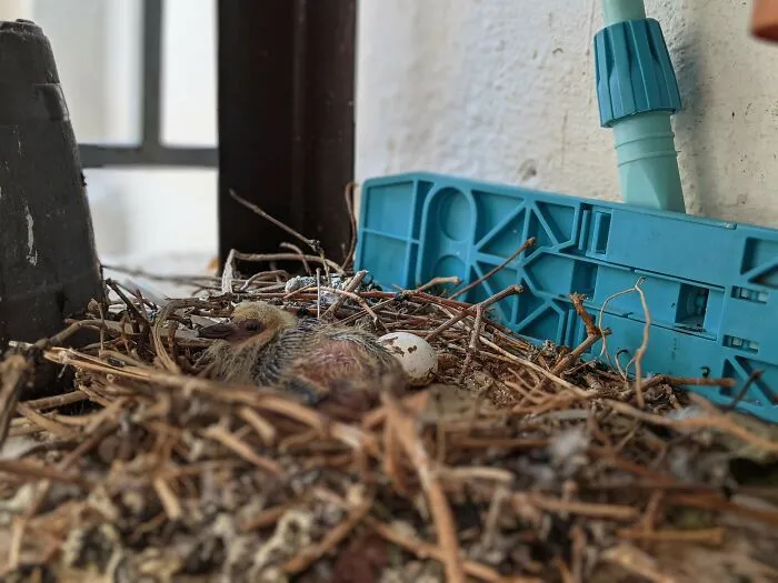 Baby Squab