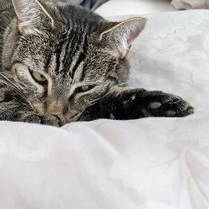 Shaba Ding Dong