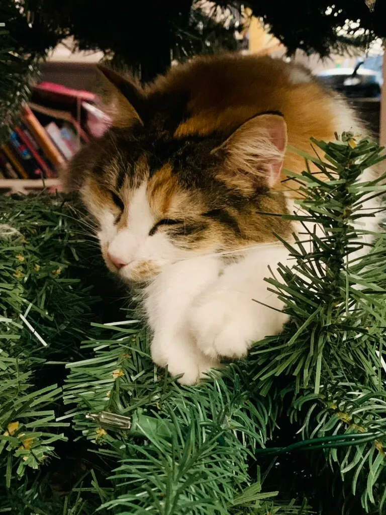 Pandas, Share Your Pet Pics!