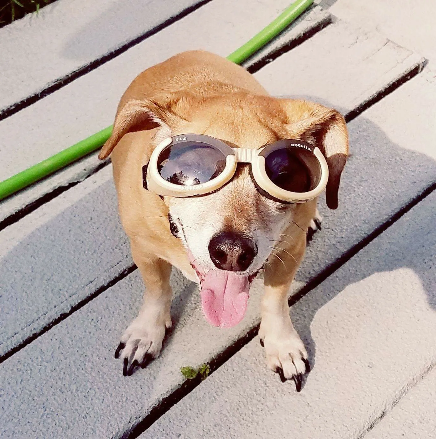 Pets With Sunglasses