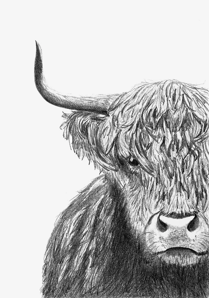 Moo?