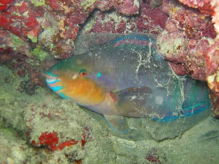 Parrotfish Sleep In Cocoons