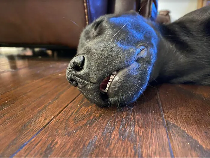 Sleepy Puppy :)