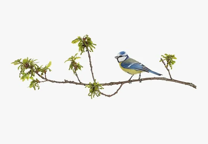 Spring Plumage (Eurasian Blue Tit)