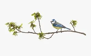 I Take Pictures Of Birds So That People Can See Them Like Never Before (27 Pics)