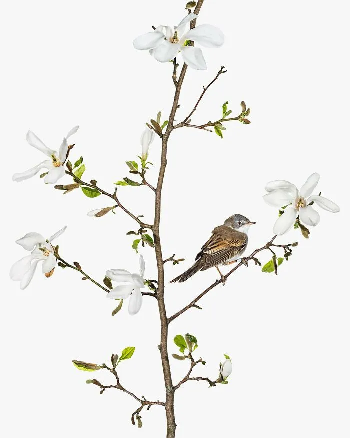 Sylvia Communis