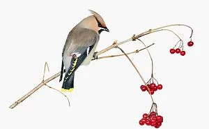 I Take Pictures Of Birds So That People Can See Them Like Never Before (27 Pics)