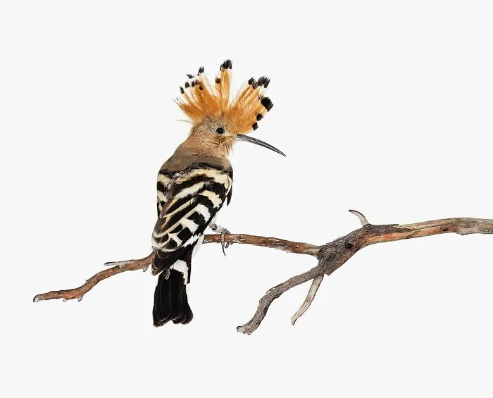 Upupa Epops
