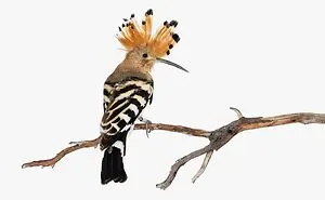 I Take Pictures Of Birds So That People Can See Them Like Never Before (27 Pics)