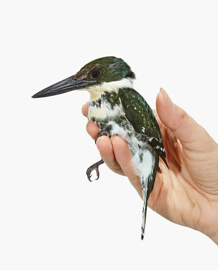 Chloroceryle Americana