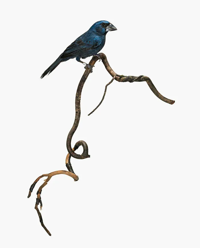 Cyanocompsa Cyanoides
