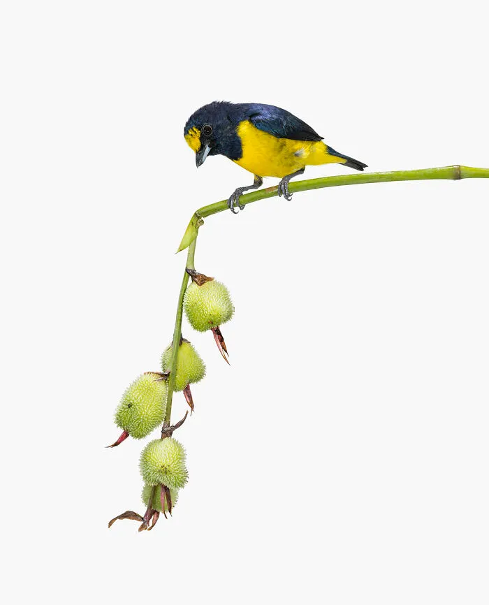 Euphonia Imitates
