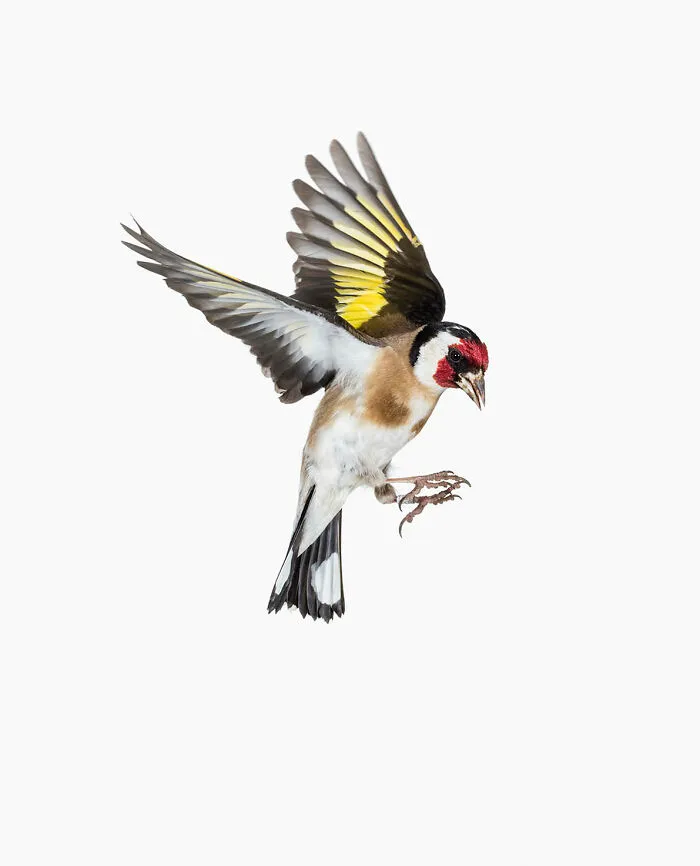 Carduelis Carduelis