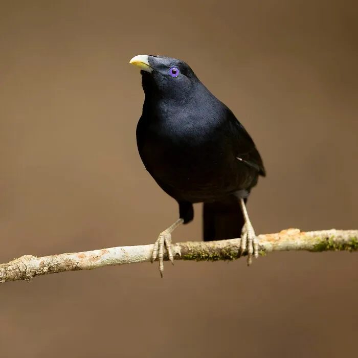 Bowerbirds Decorating