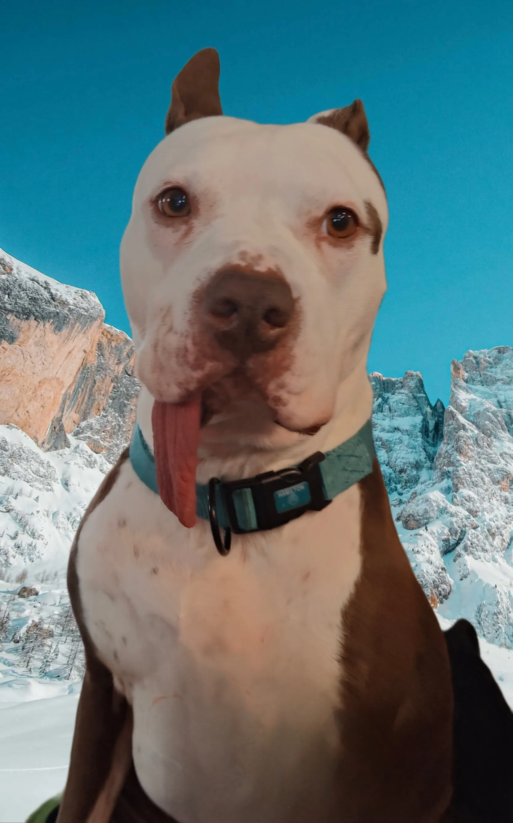 Show Me The Most Majestic Picture Of Your Pet. I'll Go First.