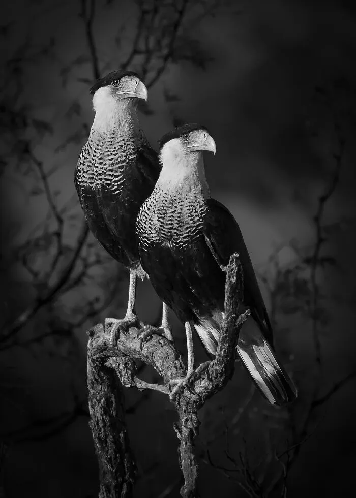Open Photographer Of The Year: Dinorah Graue Obscura, Mexico