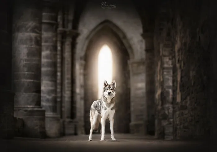 During A Trip To Belgium, I Photographed Dogs In An Old Abbey  (7 Pics)