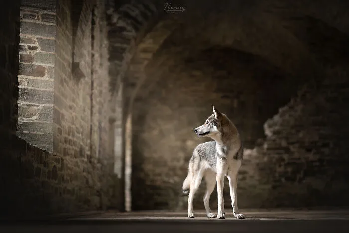 During A Trip To Belgium, I Photographed Dogs In An Old Abbey  (7 Pics)