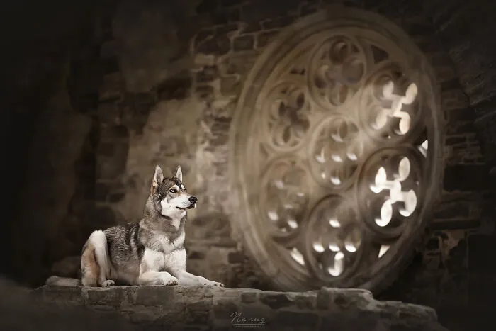 During A Trip To Belgium, I Photographed Dogs In An Old Abbey  (7 Pics)