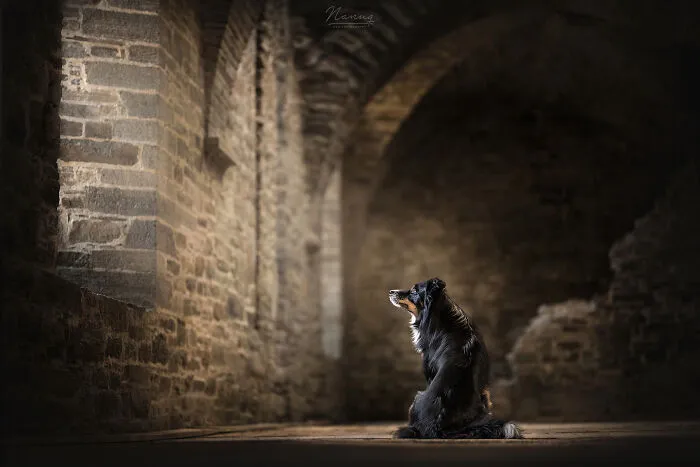 During A Trip To Belgium, I Photographed Dogs In An Old Abbey  (7 Pics)