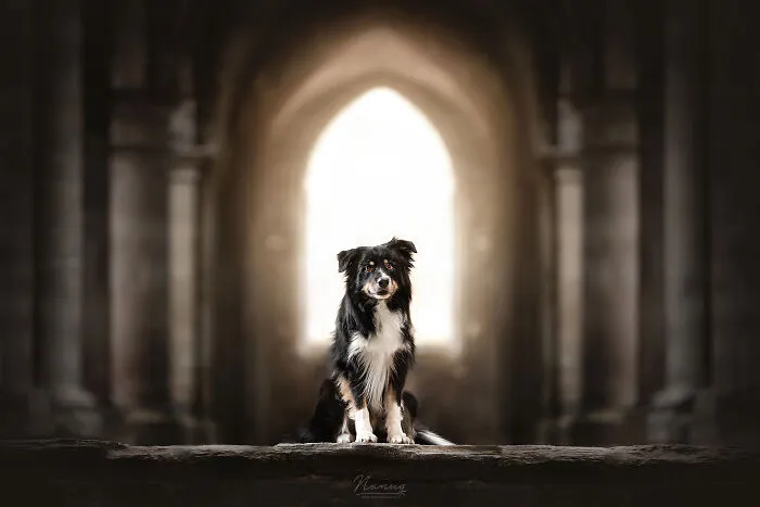 During A Trip To Belgium, I Photographed Dogs In An Old Abbey  (7 Pics)