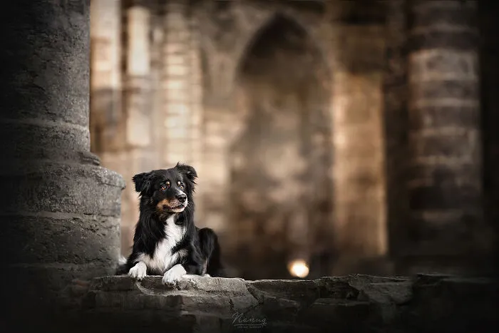 During A Trip To Belgium, I Photographed Dogs In An Old Abbey  (7 Pics)