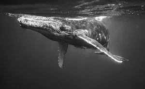 Here Are 40 Of The Most Striking Photographs, As Selected By All About Photo Magazine Awards 2023: “The Mind’s Eye”
