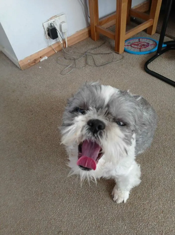 Boredpuppy