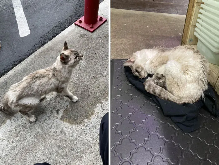 Notmycat Wandered Into My Workplace, Started Meowing At Everyone And Then Took A Nap. My Manager Is Taking Her Home