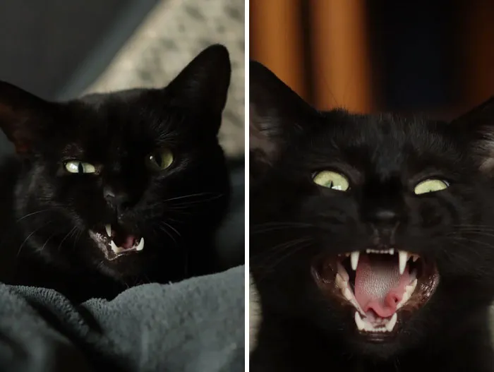 Meet Jasper 🖤 We Adopted This Little Weirdo Recently