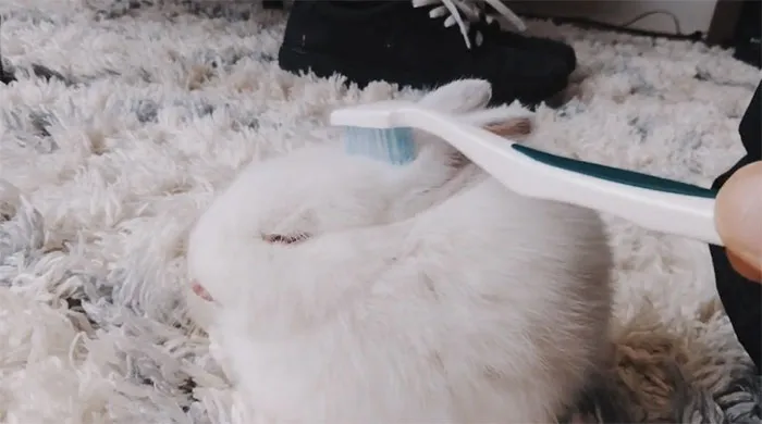 This Saturday At 3:30 A.m. I Found A Rabbit On 17th Street And Now It's Our Pet