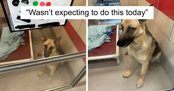 50 Adorable Photos Of Pets Who Were Recently Adopted That Just Might Melt Your Heart (April Edition)