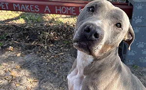 Resilient Shelter Dog Finally Finds Forever Home After Heart-Wrenching Anniversary Video Goes Viral