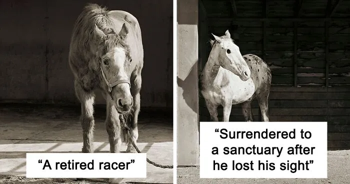“Allowed To Grow Old” Showcases The Portraits Of Elderly Animals Captured By Photographer Dealing With A Fear Of Old Age