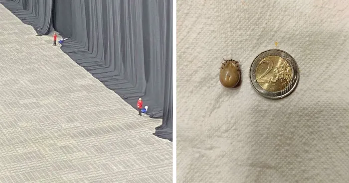 50 Times People Were Left Speechless By The Size Of Something And Shared It With The 'Absolute Units' Community (New Pics)