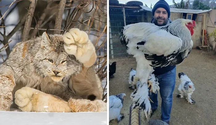 50 Times People Were Left Speechless By The Size Of Something And Shared It With The 'Absolute Units' Community (New Pics)