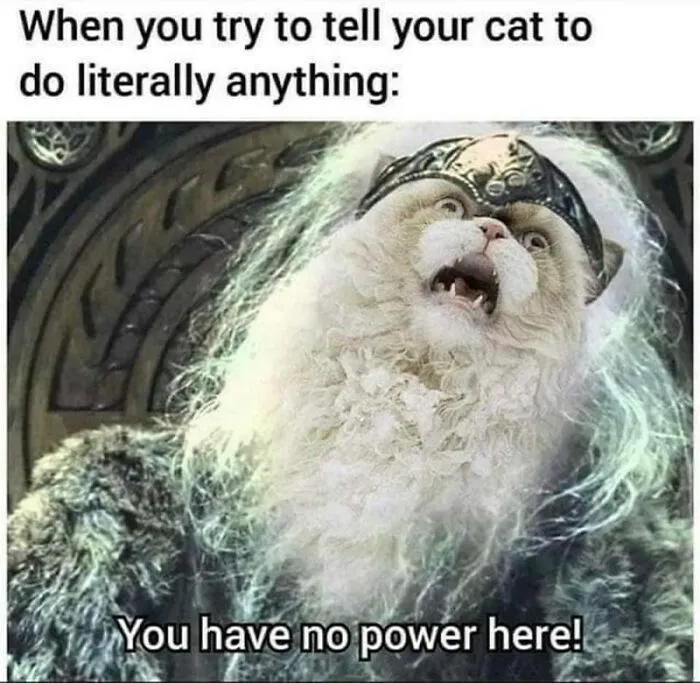 This Is My Cat When I Tell Her Not To Do Something