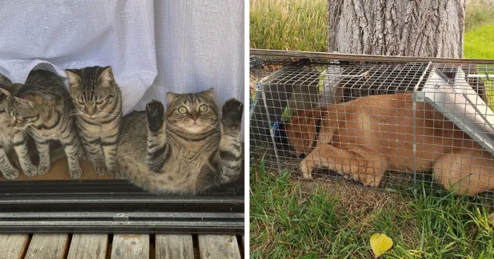 50 Horribly Unphotogenic Animals That Might Make You Laugh Way Harder Than You Should