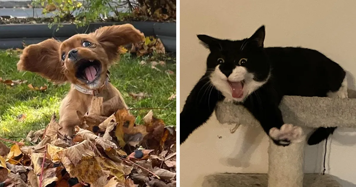 35 Animales terriblemente poco fotogénicos que te harán reír más de lo que crees