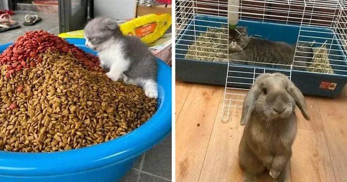 50 Times People Spotted Animals In Places They Shouldn't Be And Just Had To Document It