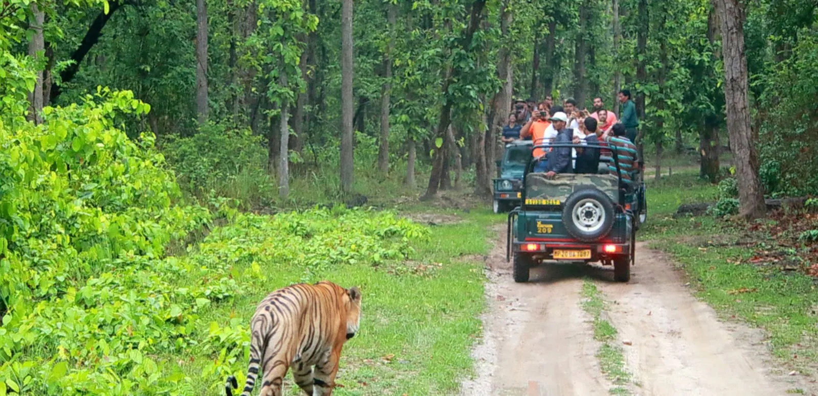 Reasons Behind The Popularity Of Bandipur National Park