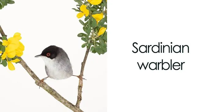 I Take Pictures Of Birds So That People Can See Them Like Never Before (27 Pics)